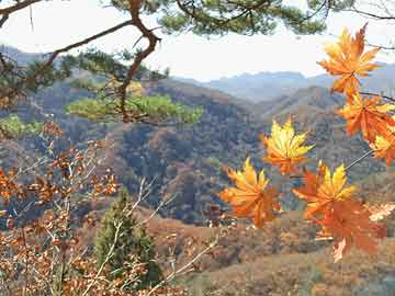 解“竦然起敬”打一個(gè)生肖動(dòng)物